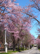 神社の桜.jpg